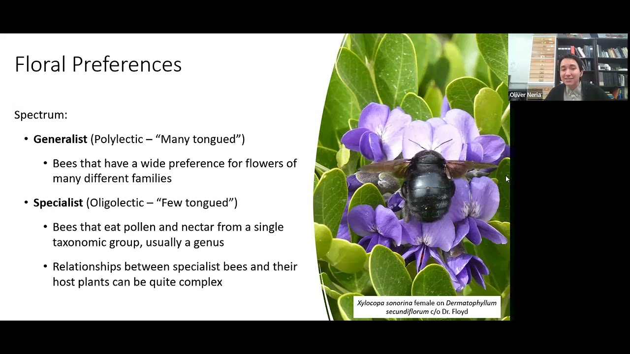 Native Bees and Their Favorite Plants