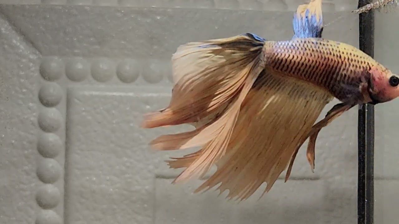 Betta Fish That Makes Every Other Fish Look Ordinary