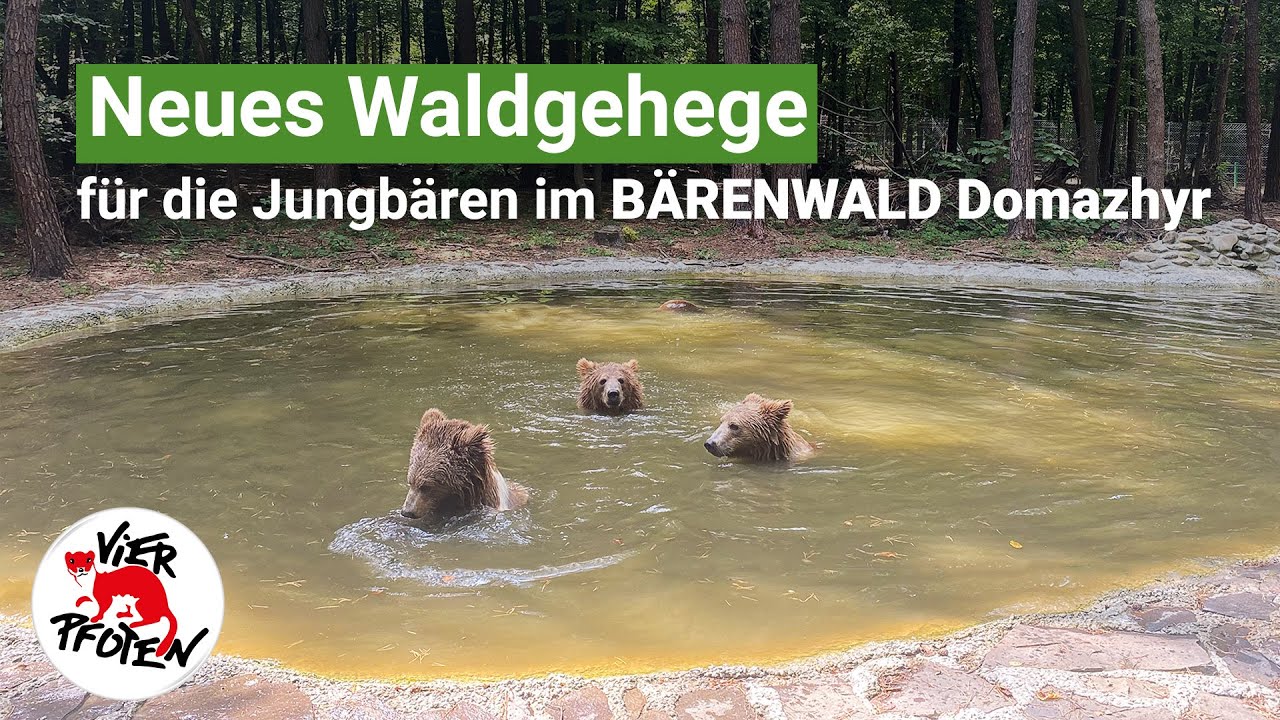 Neues Waldgehege für Jenny, Toby, Moris und Andor | VIER PFOTEN