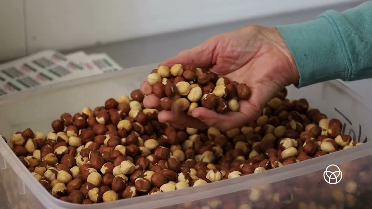 Growing hazelnuts in Australia- rainfall and irrigation
