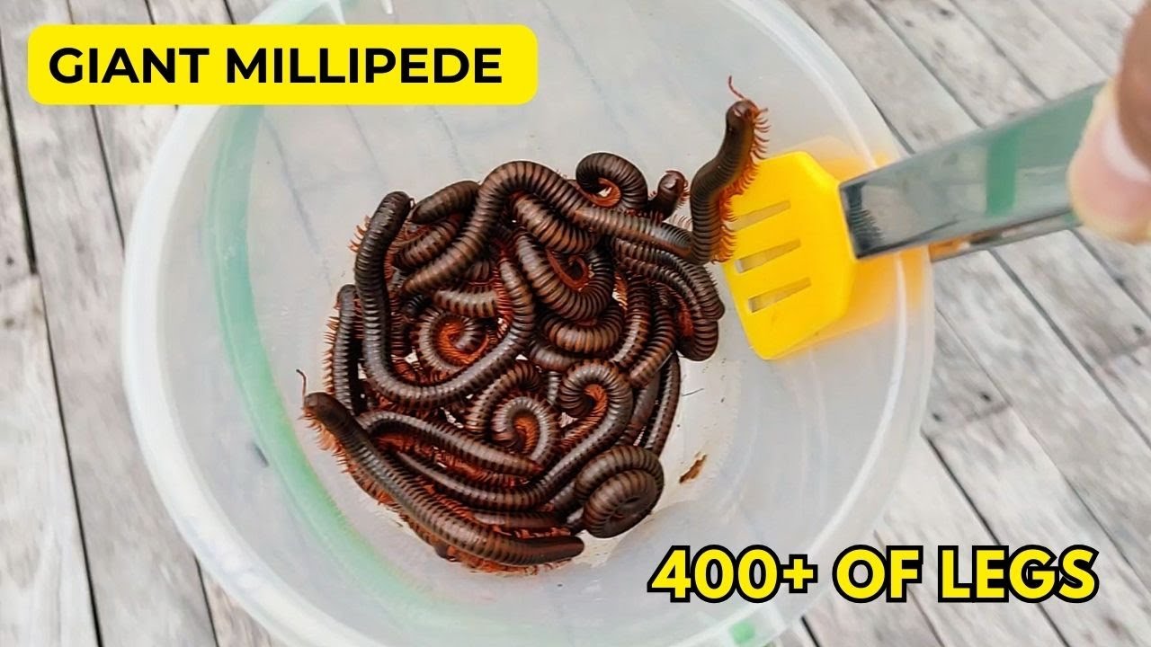 Discovering and Releasing Hundreds of Millipedes in My Backyard