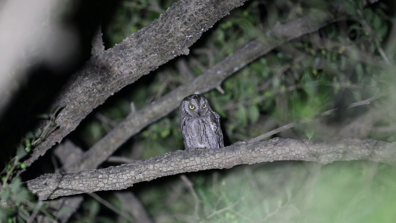 Syczek białobrewy/Arabian Scops Owl/Otus pamelae