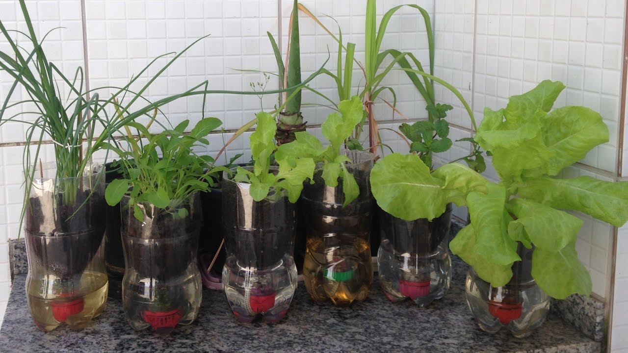 Vaso Auto Irrigável de Garrafa Pet - antidengue, antizika e antichikungunya