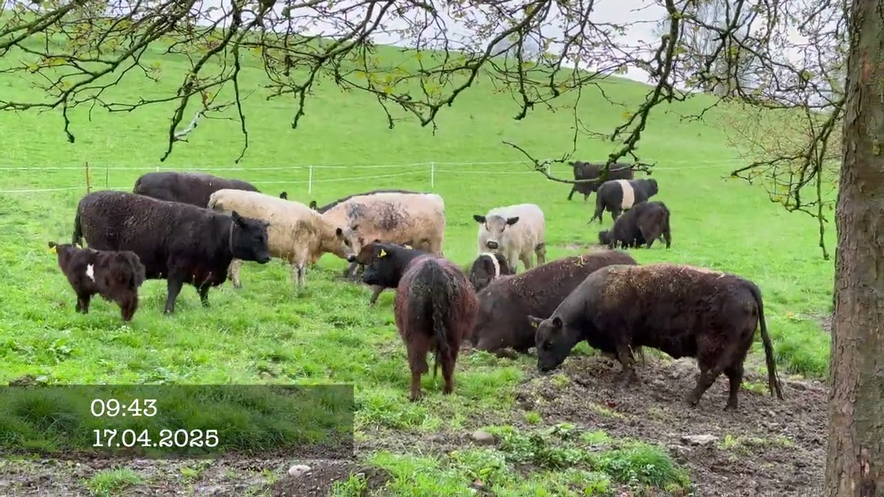 Galloway Kühe und Kälber auf die Weide