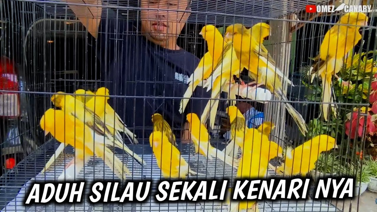 Gede-gede bener Rasmi kali ini‼️unboxing dan review langsung kenari Rasmi 35 ekor