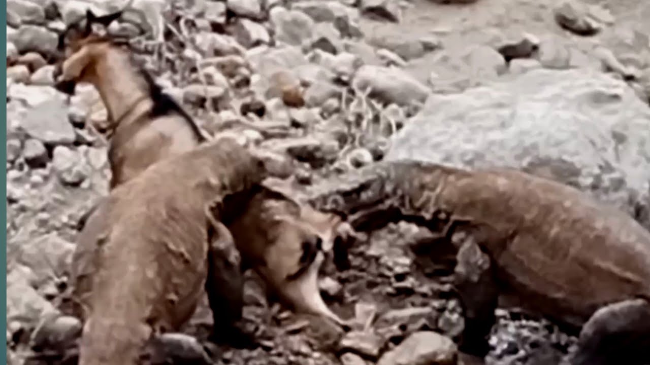 Komodo Dragon Hunting goats in village