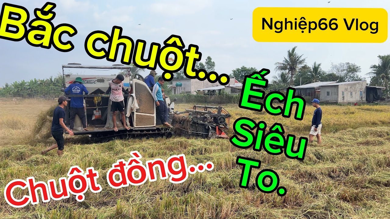 Trãi nghiệm đi bắc chuột đồng./.Đặt lờ vơi theo máy cắt liên hợp chụp chuột quá xá nhiều chuột chay.