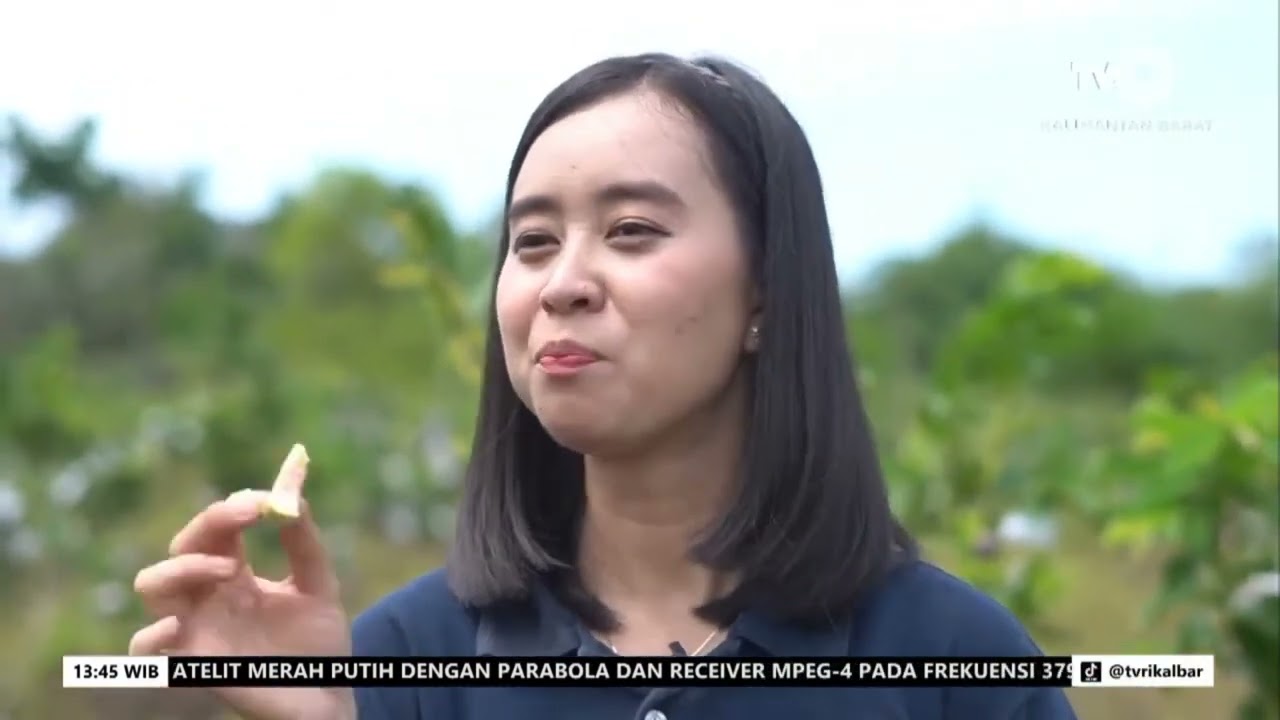BUDIDAYA JAMBU MEGA MERAH DI DESA RASAU JAYA 3. TVRI 26/6/23