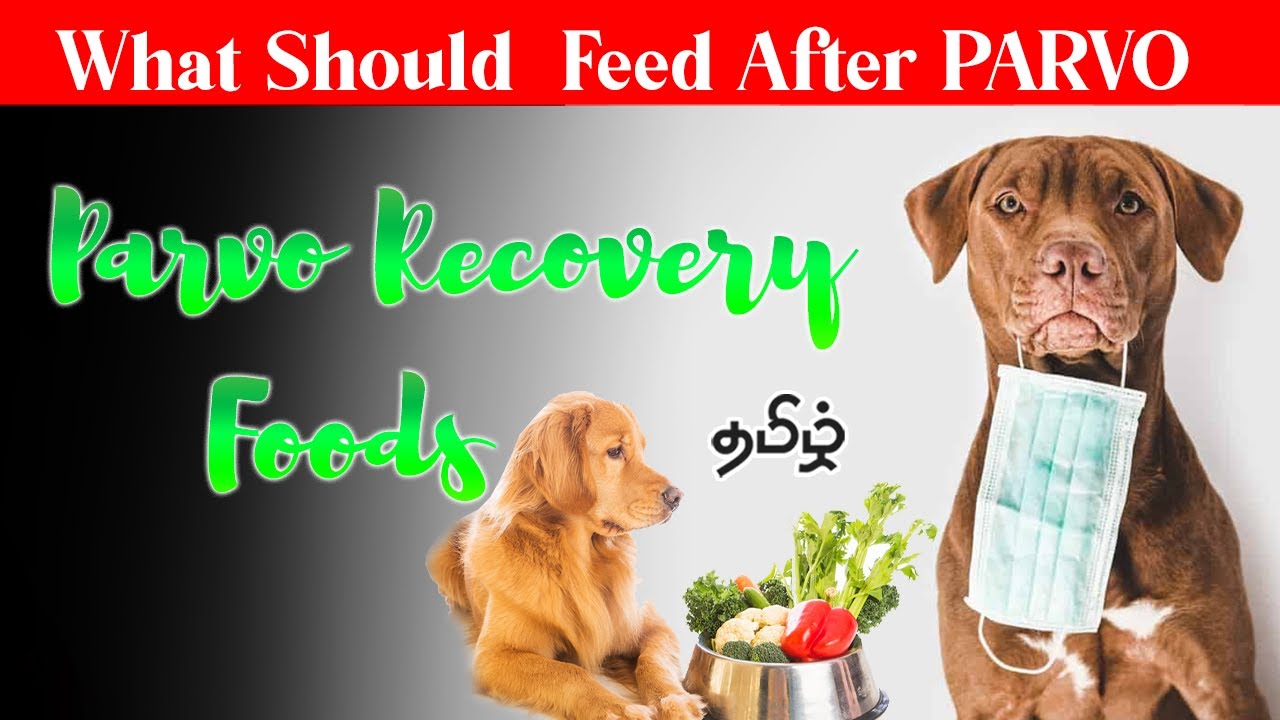 Parvo Virus Recovery Food Plan for Puppy  inTamil