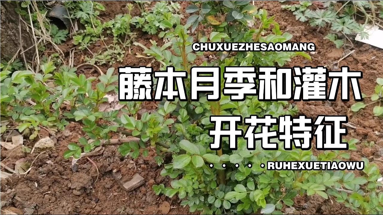 了解藤本月季和灌木月季开花特征，你也可以轻松拥有精美花园