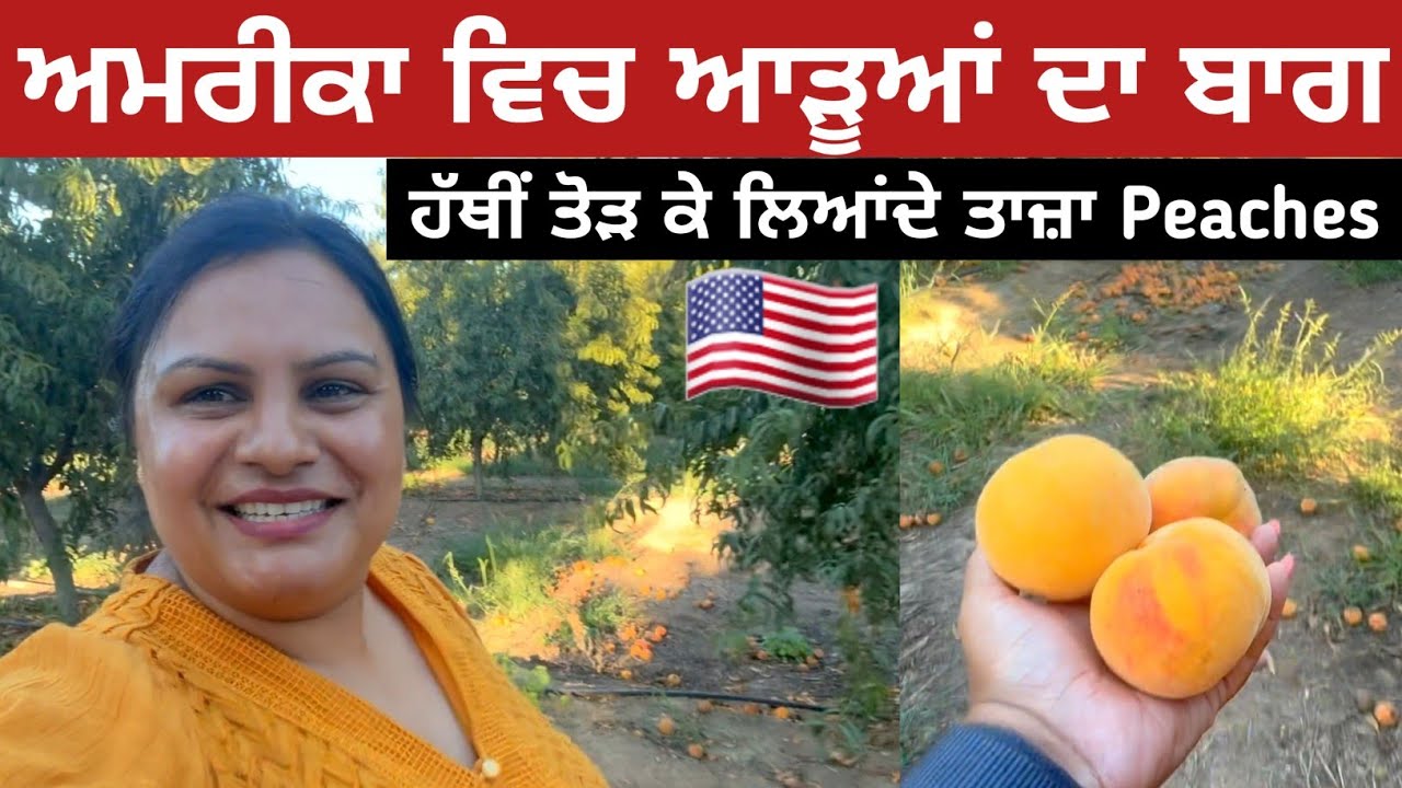 ਅਮਰੀਕਾ ਵਿਚ ਹੱਥੀਂ ਤੋੜ ਕੇ ਲਿਆਂਦੇ ਤਾਜ਼ਾ ਆੜੂ | Hand Picked Peaches from a Peach Orchard In California |
