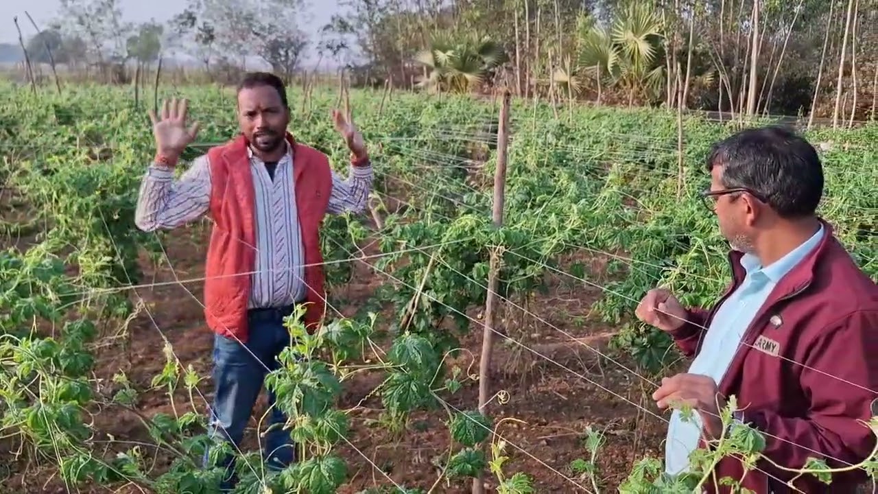 KSP 1865 Bitter gourd करेला,karela, संपूर्ण जानकारी A to Z उत्तम किस्म कि वैरायटी का चुनाव kalash 