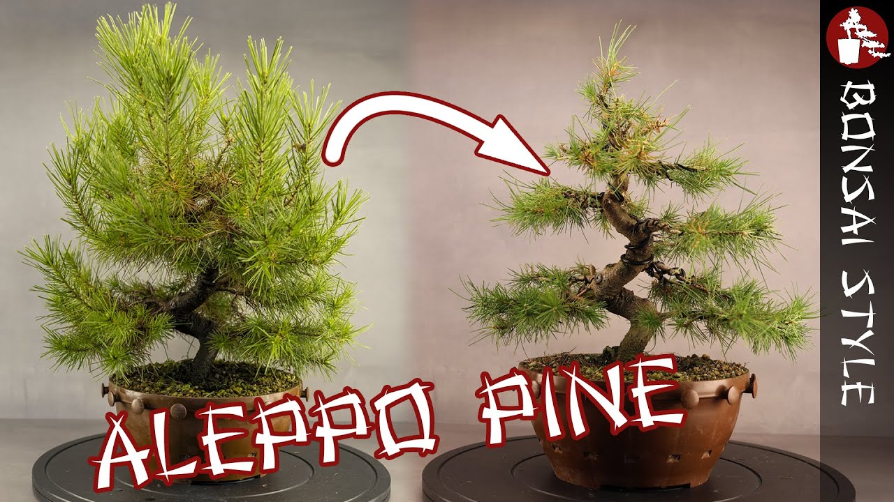 Rück- und Formschnitt meiner Aleppo-Kiefer | #110 Bonsai Style