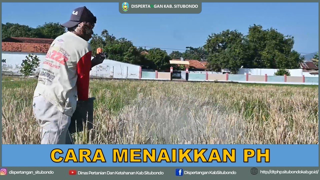 CARA MENAIKKAN PH TANAH DI LAHAN SAWAH