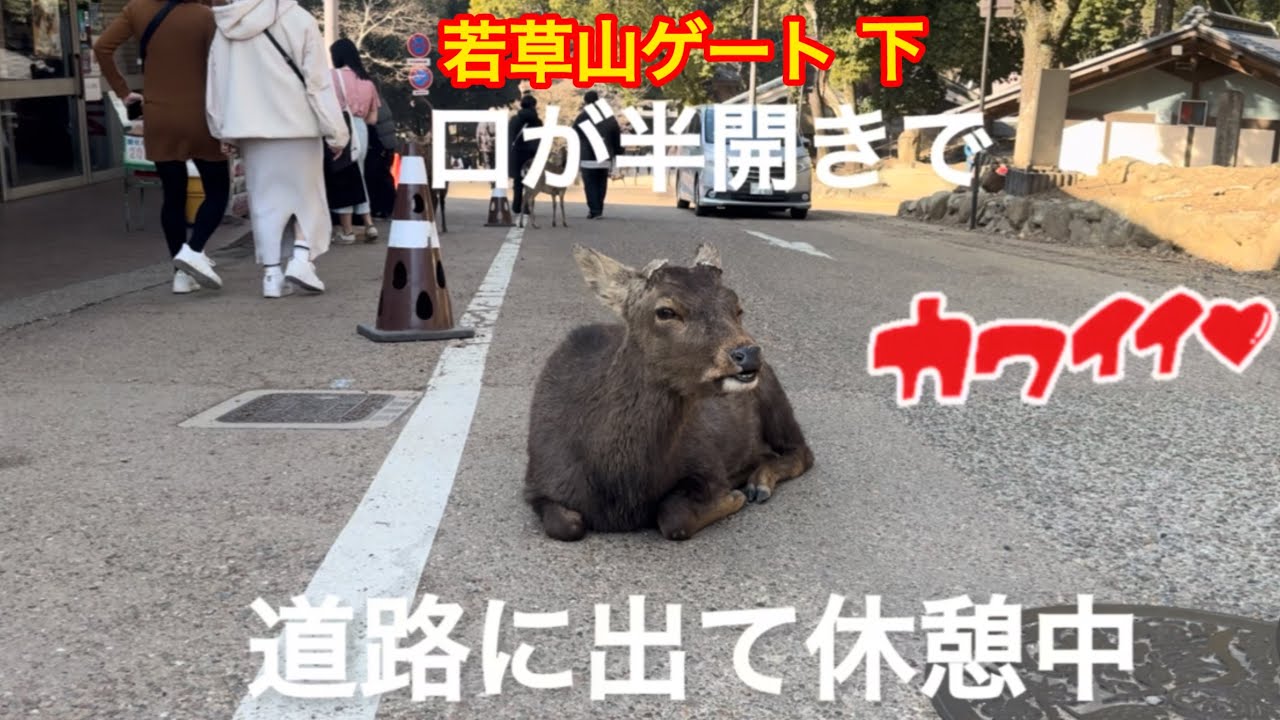 若草山ゲート下　道路に出て休憩中の鹿さん🦌口が半開きでかわいい🩷