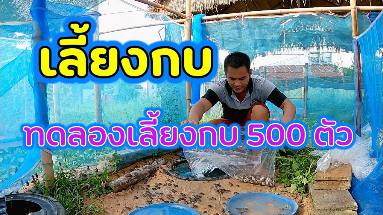 #เลี้ยง​กบ #ปล่อยลูก​กบ​ลงบ่อวันแรก​ #บ่อกบ​ แบบพอเพียง