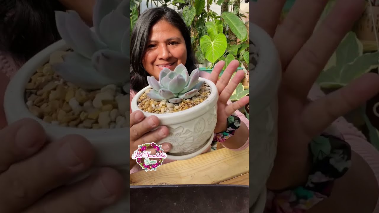 COMO PLANTAR SUCULENTAS PEQUE&Ntilde;AS  o reci&eacute;n compradas