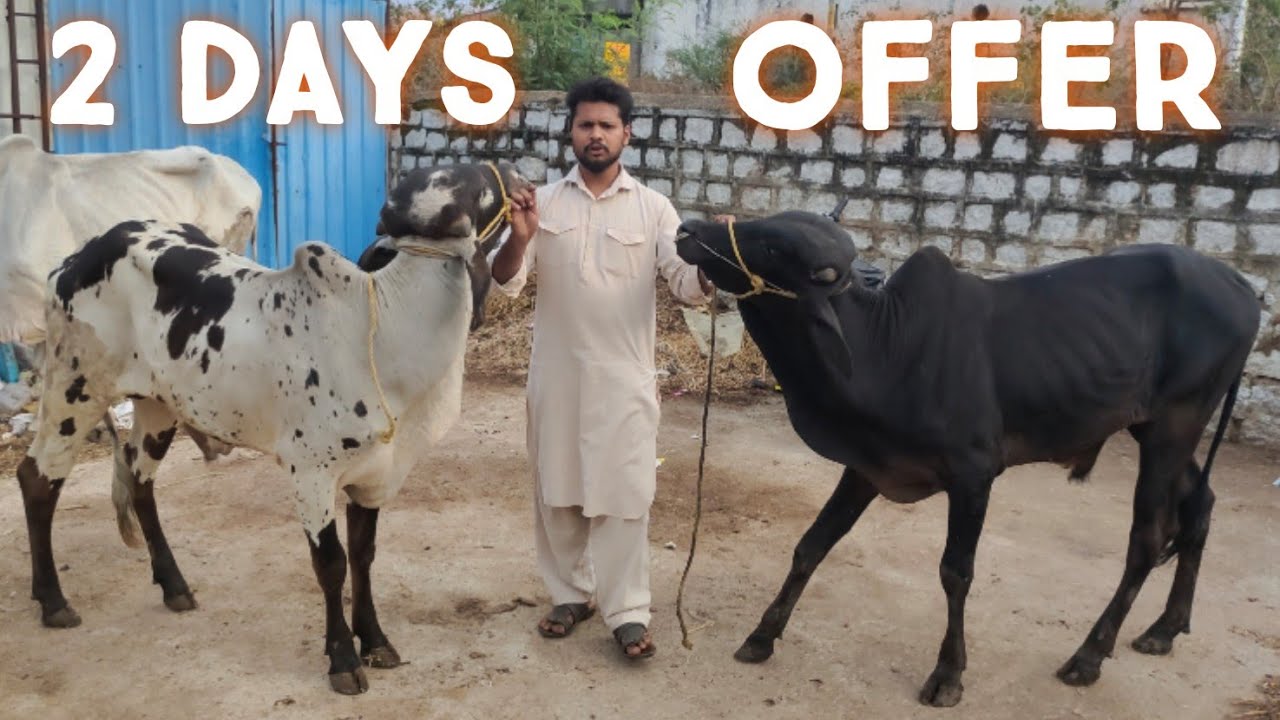 8919163696 | saste janwar | bade janwar available in Hyderabad | colourful bulls  | palne wale paade