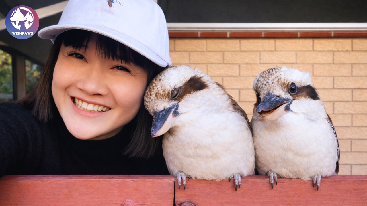 Two Wild Kookaburras Visited a Woman Daily, Until One Never Came Back