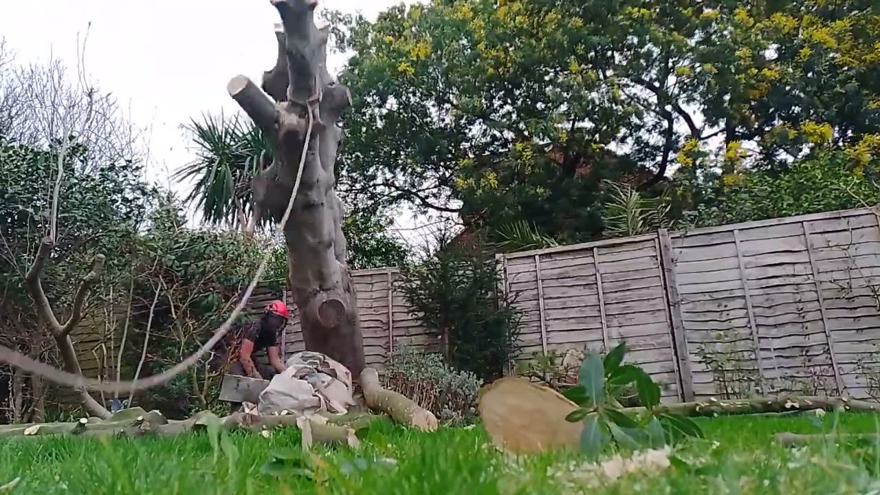 Bay tree felled
