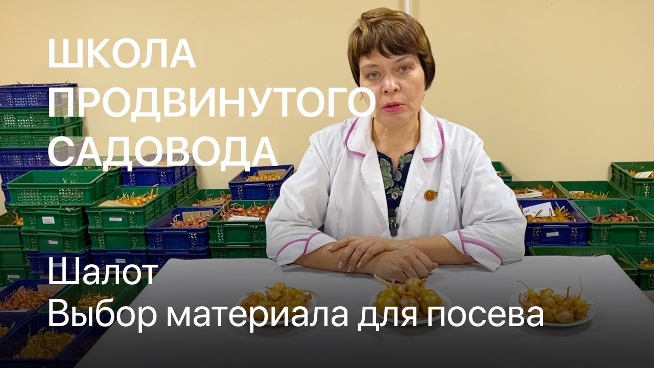 Шалот. Выбор материала для посева. Школа продвинутого садовода
