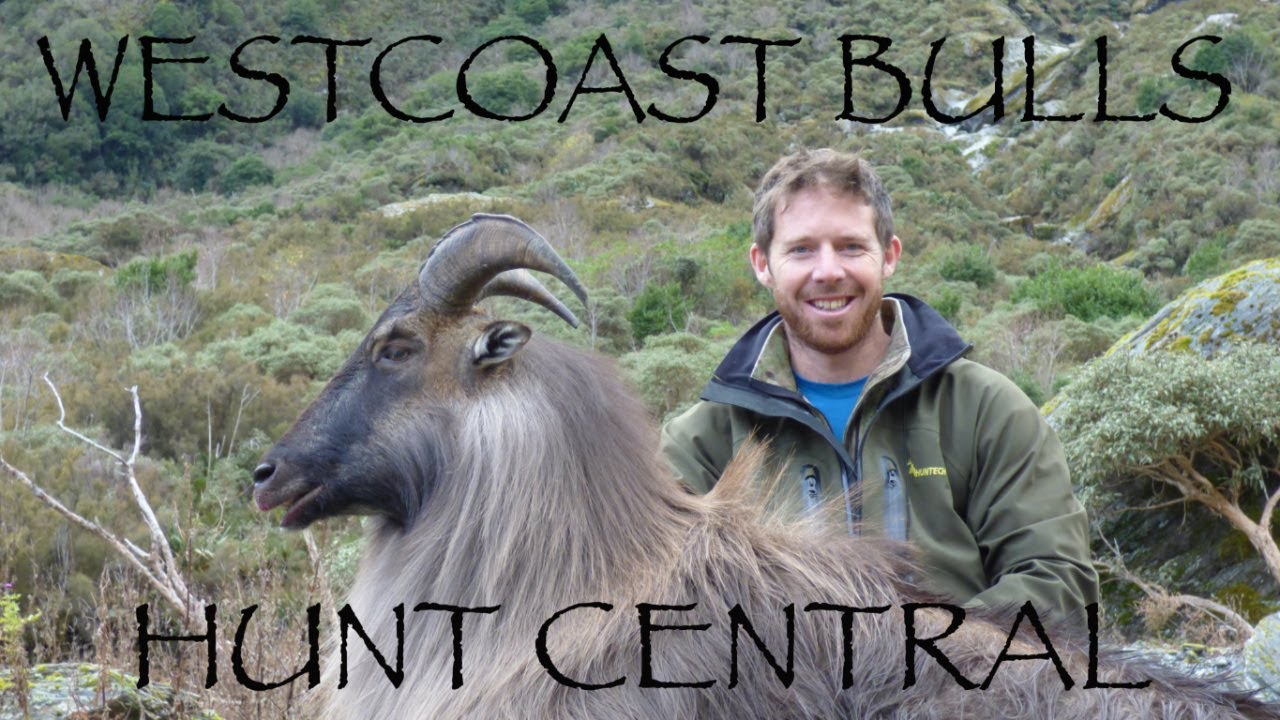 Tahr ballot highlights, hunting nz (New Zealand), Tahr rut.