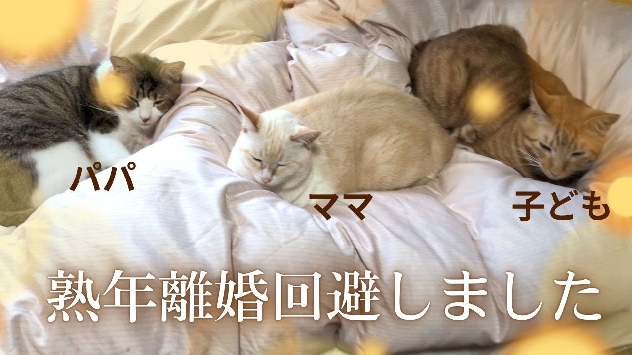 熟年離婚を回避した猫