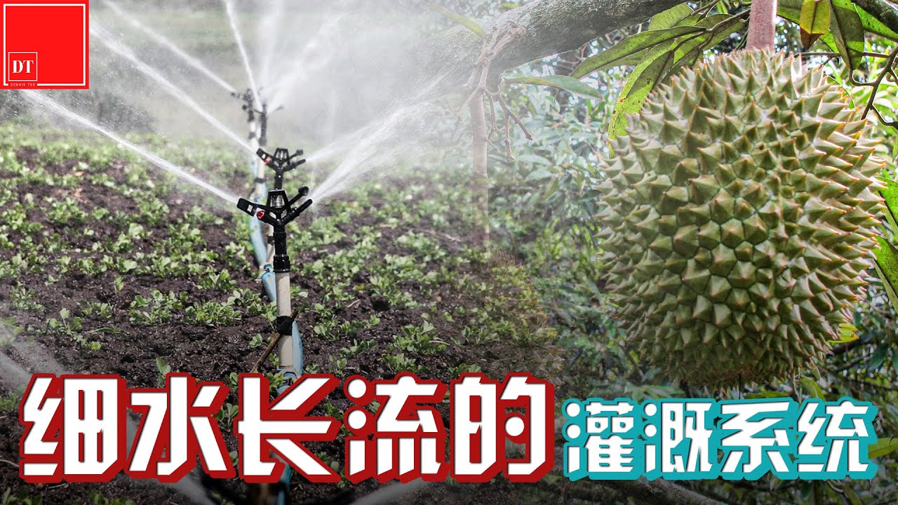 【#榴莲实验室】细水长流的灌溉系统