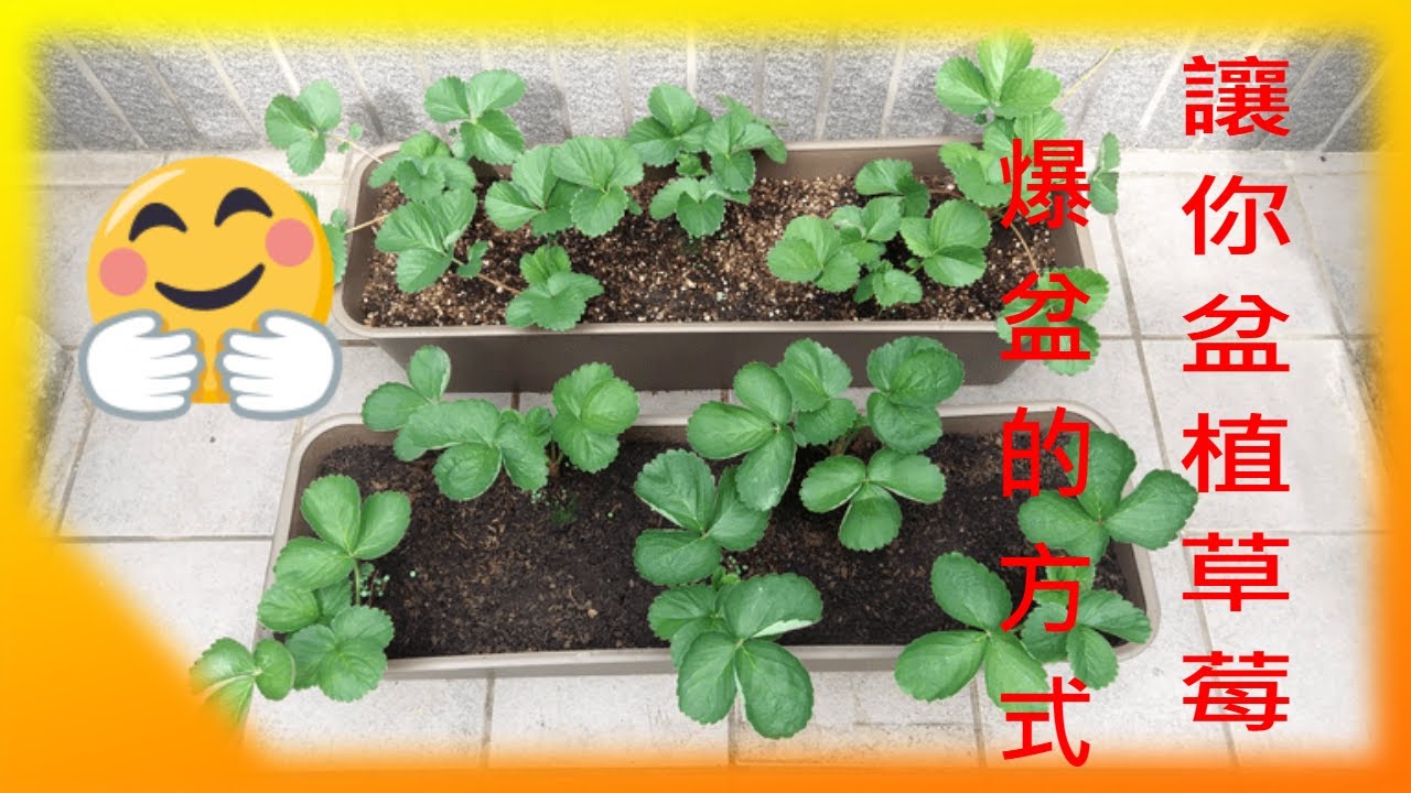 草莓種植過程注意事項與養護方式Precautions and maintenance methods of strawberry planting process/讓你的草莓鮮紅欲滴又美味誘人