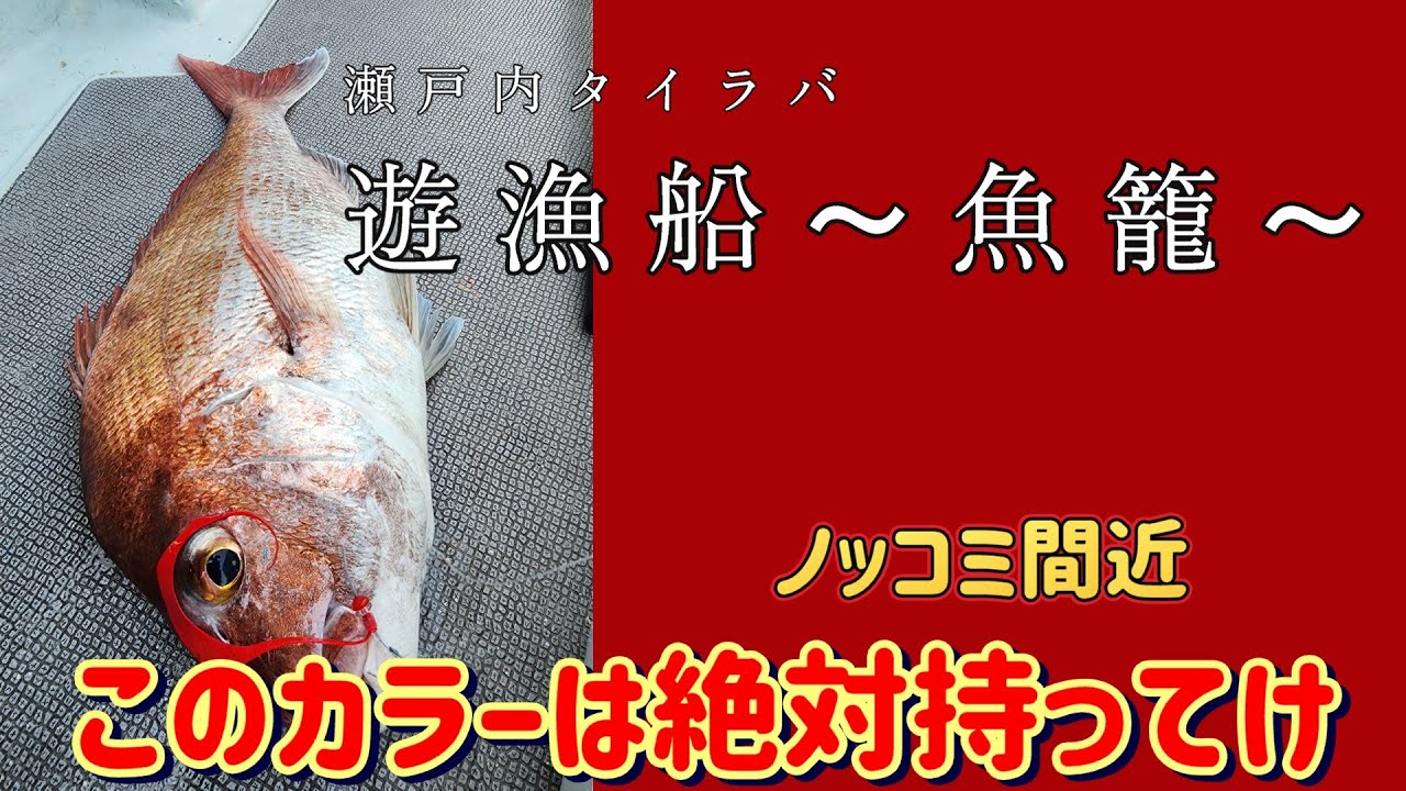 ノッコミ間近　瀬戸内タイラバ　遊漁船　魚籠
