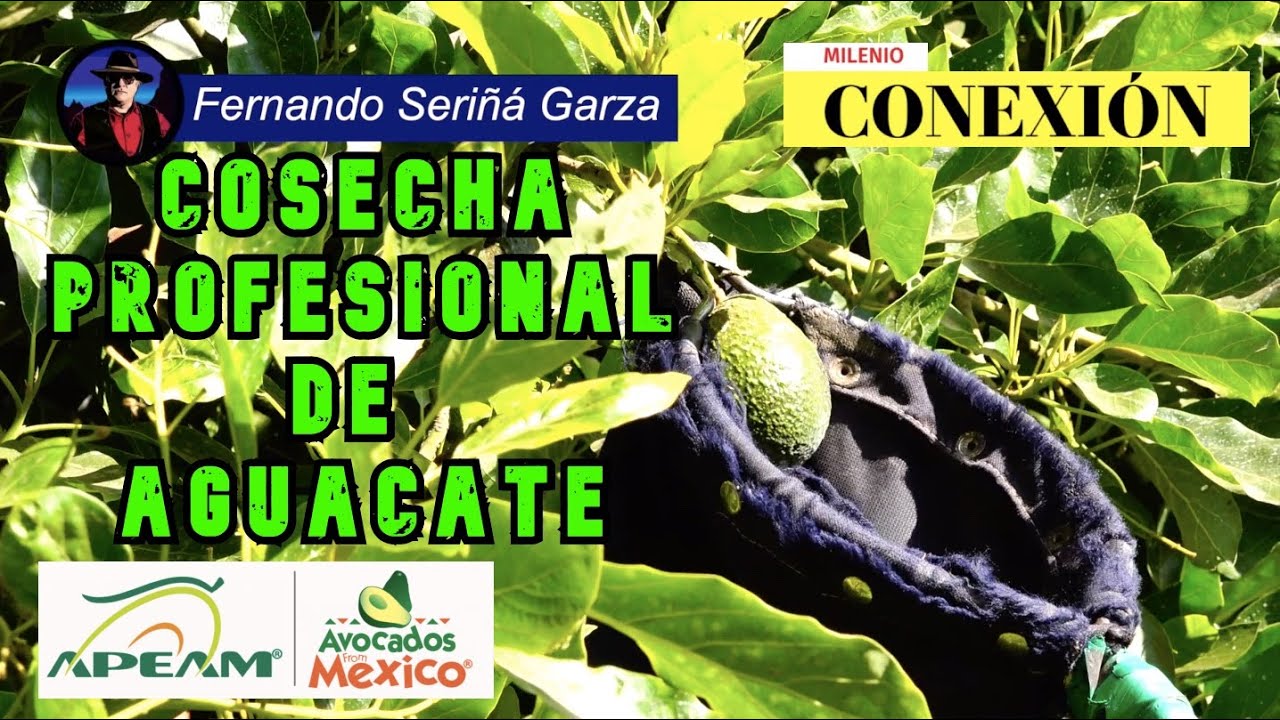 COSECHA PROFESIONAL DE AGUACATE
