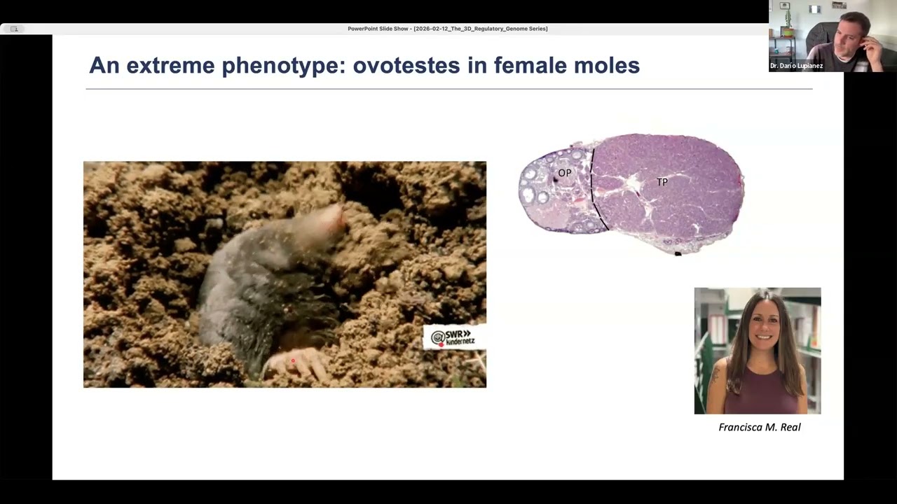 The 3D Regulatory Genome: Dr. Darío Lupianez