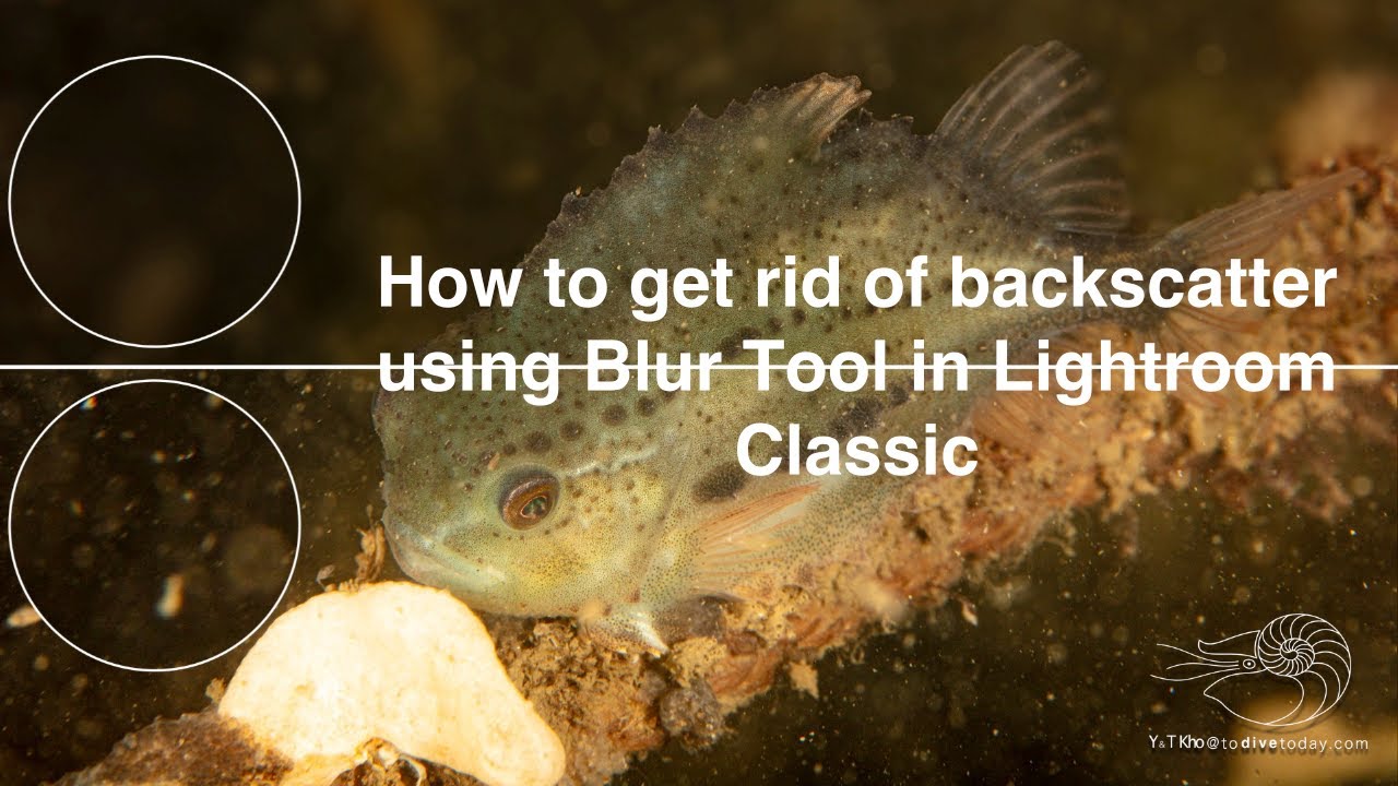 How to get rid of Backscatter using blur tool in Lightroom classic. Part 3