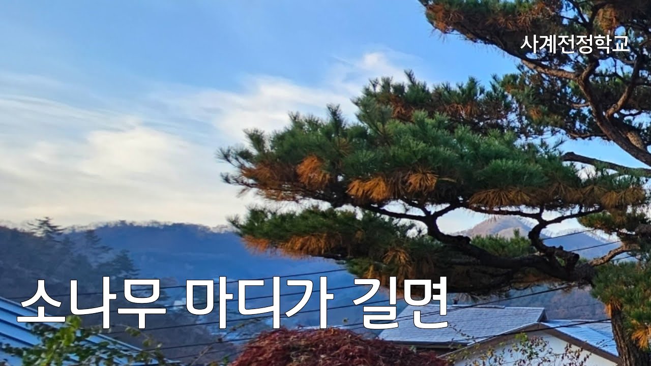 소나무 가지가 길면 수고수폭이 길어진다 #264사계전정학교  25 09 20