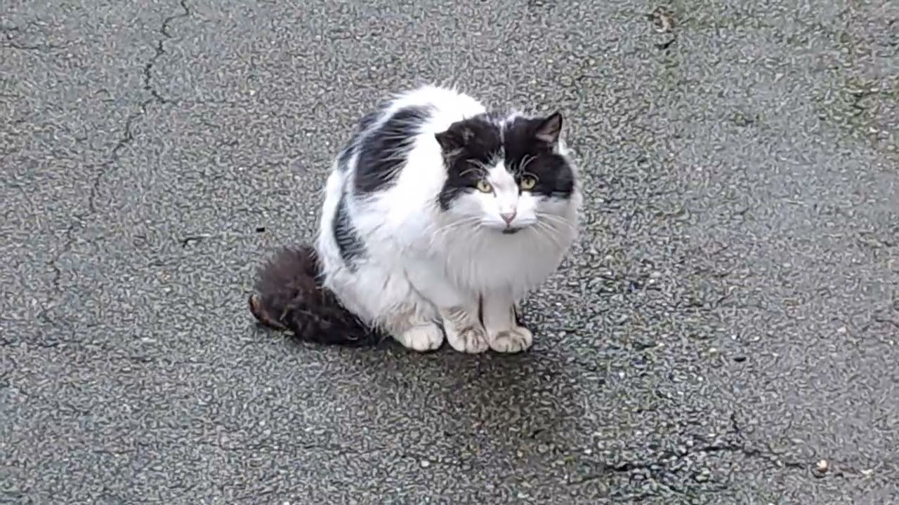 Street cat. 