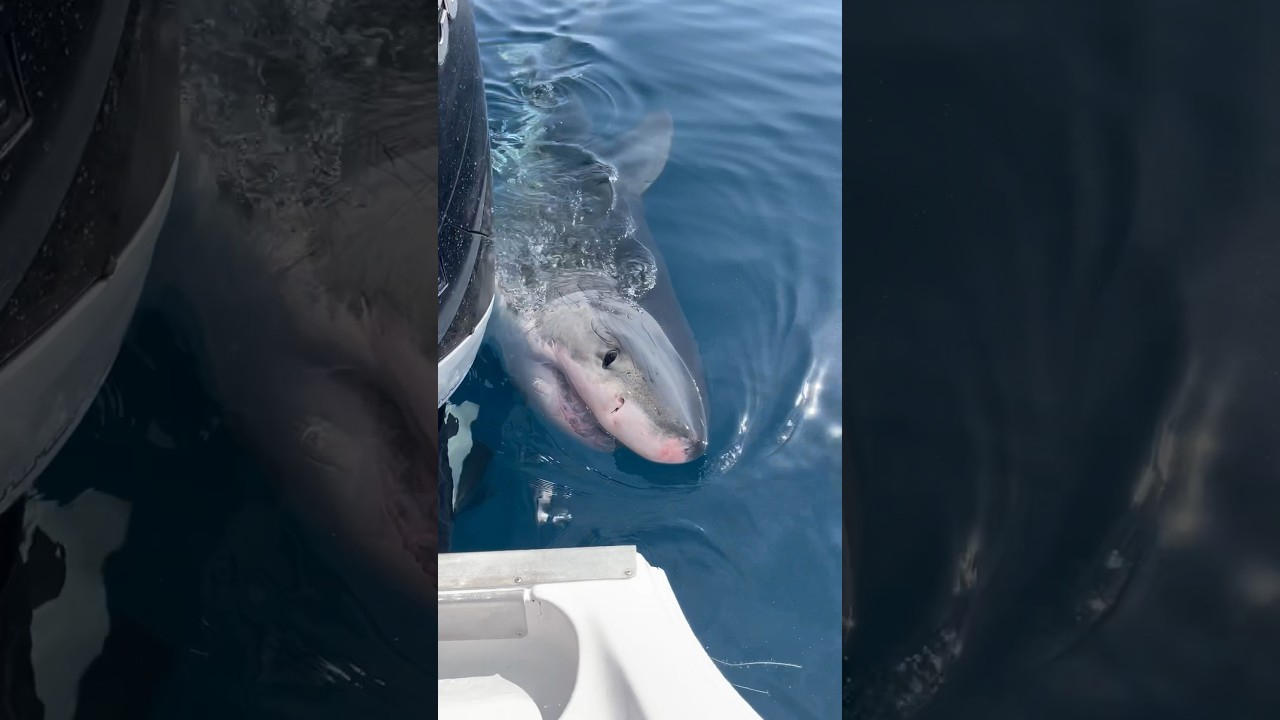 Great White Shark Gulf of Mexico 3/14/24 #fishing #diving #fish #scubadiving #underwater #shark #