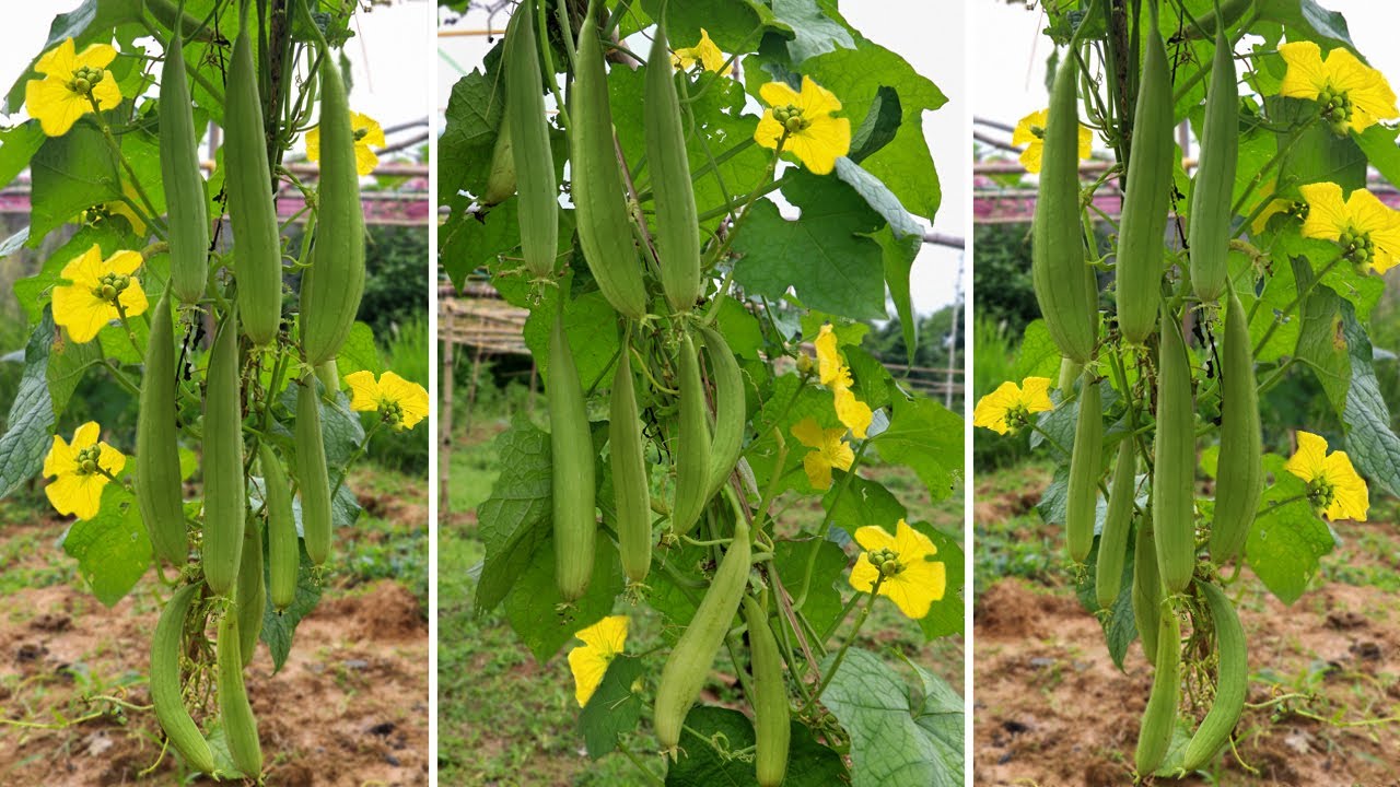 ধুন্দুল চাষ ও পরিচর্যার নিয়ম | সার ছাড়া ৩৫ দিনে ধুন্দলের ফলন দেখলে চমকে যাবেন আপনি? - Sponge Gourd