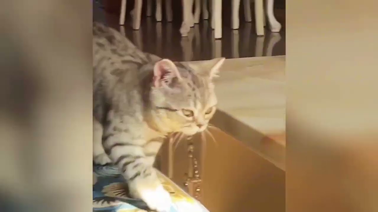 😂🐱🐶 Cats & Dogs as Drama Royals 2025 &mdash; Funniest Moments Ever!