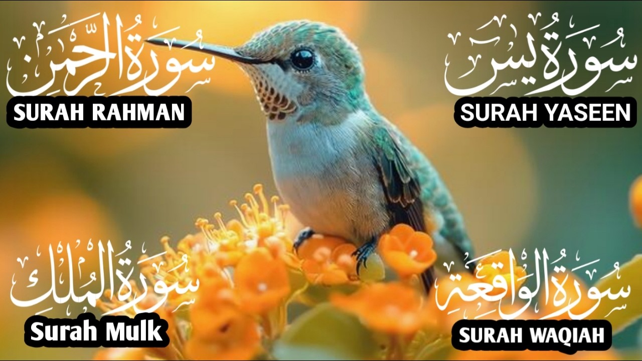 سورة يس❤️والرحمن والواقعة والملك | للرزق والشفاء العاجل❤️جودة عالية HD  #اكسبلور #qurantilawat