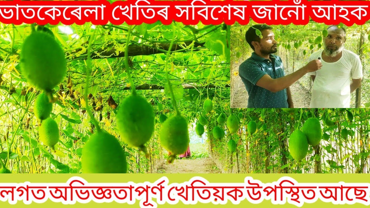 ভাত কেৰেলা খেতি কৰোঁ আহঁক|| TEASEL/SPINE GOURD FARMING IN ASSAM |VATKERELA KHETI||