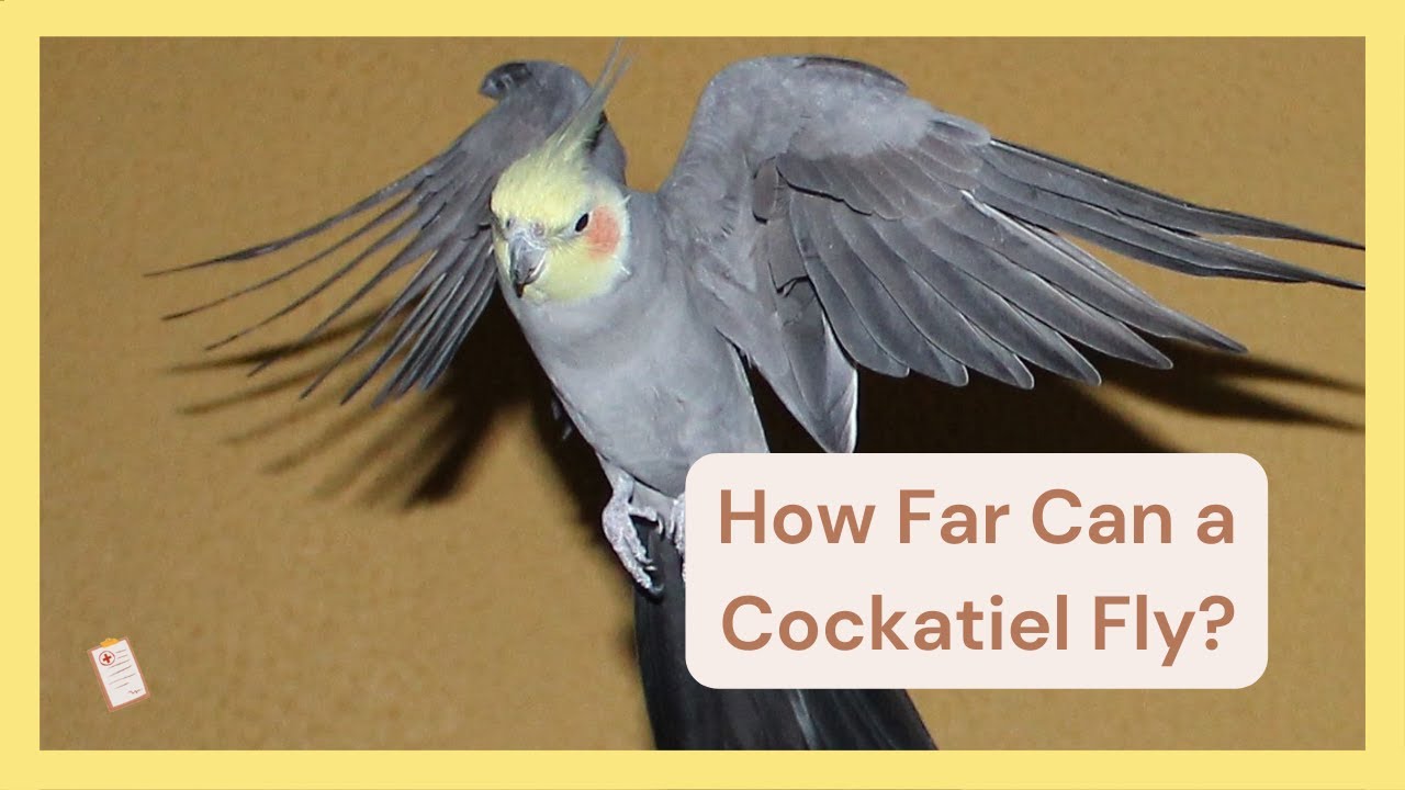 How Far Can a Cockatiel Fly?