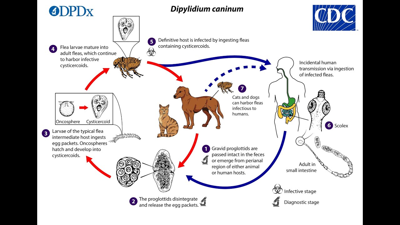Dipylidium caninum / د. خالد جميل الزهيري