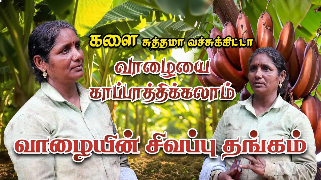 வாழையின் சிவப்பு தங்கம் | களைய சுத்தமா வச்சுக்கிட்டா வாழையை காப்பாத்திக்கலாம் #bananafarming