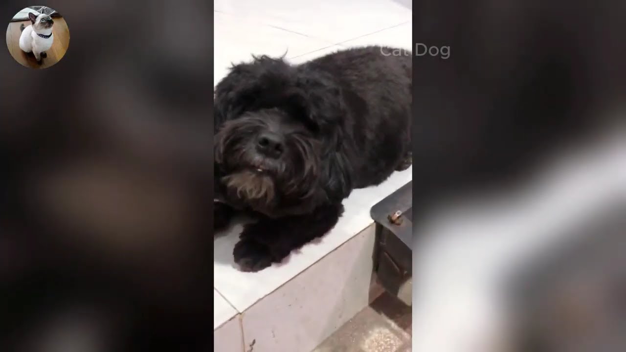 Funniest Cats and Dogs Videos 2026🐈🐕Try Not To Laugh😜 Part 59
