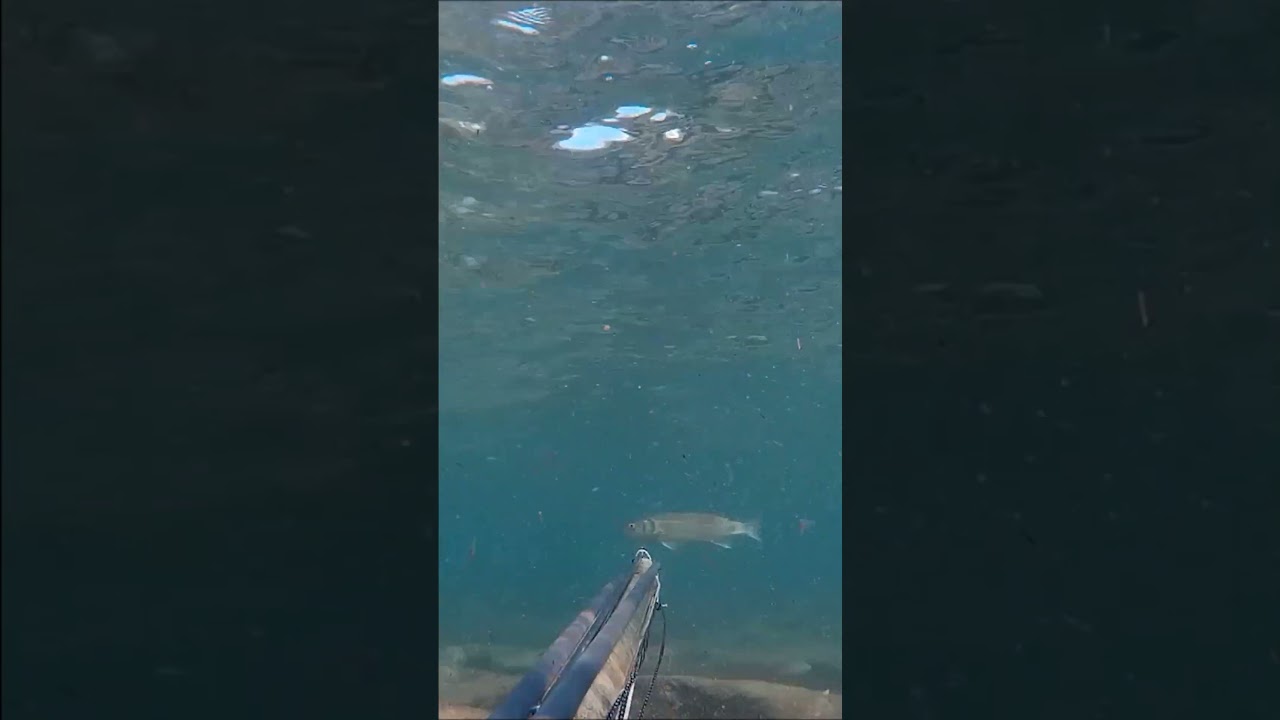 PESCA CON ARPON DESDE LA SUPERFIICE LUBINA EN EL ARRECIFE 5