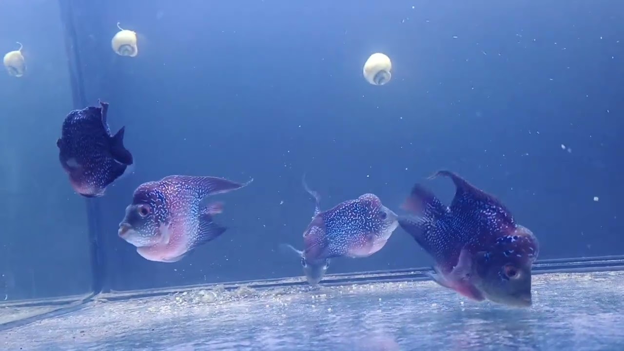 Coins Flowerhorn fish in a community