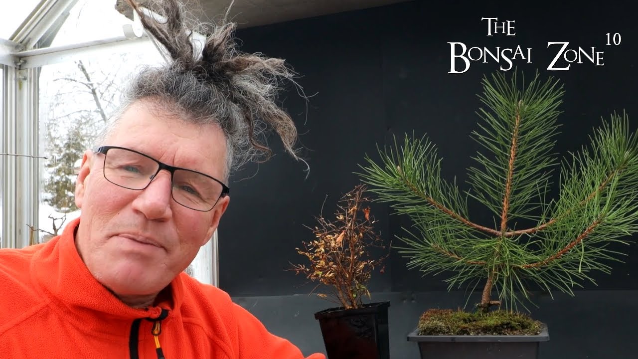 My Japanese Black Pine Seedling and My New Pomegranate, The Bonsai Zone, Jan 2023