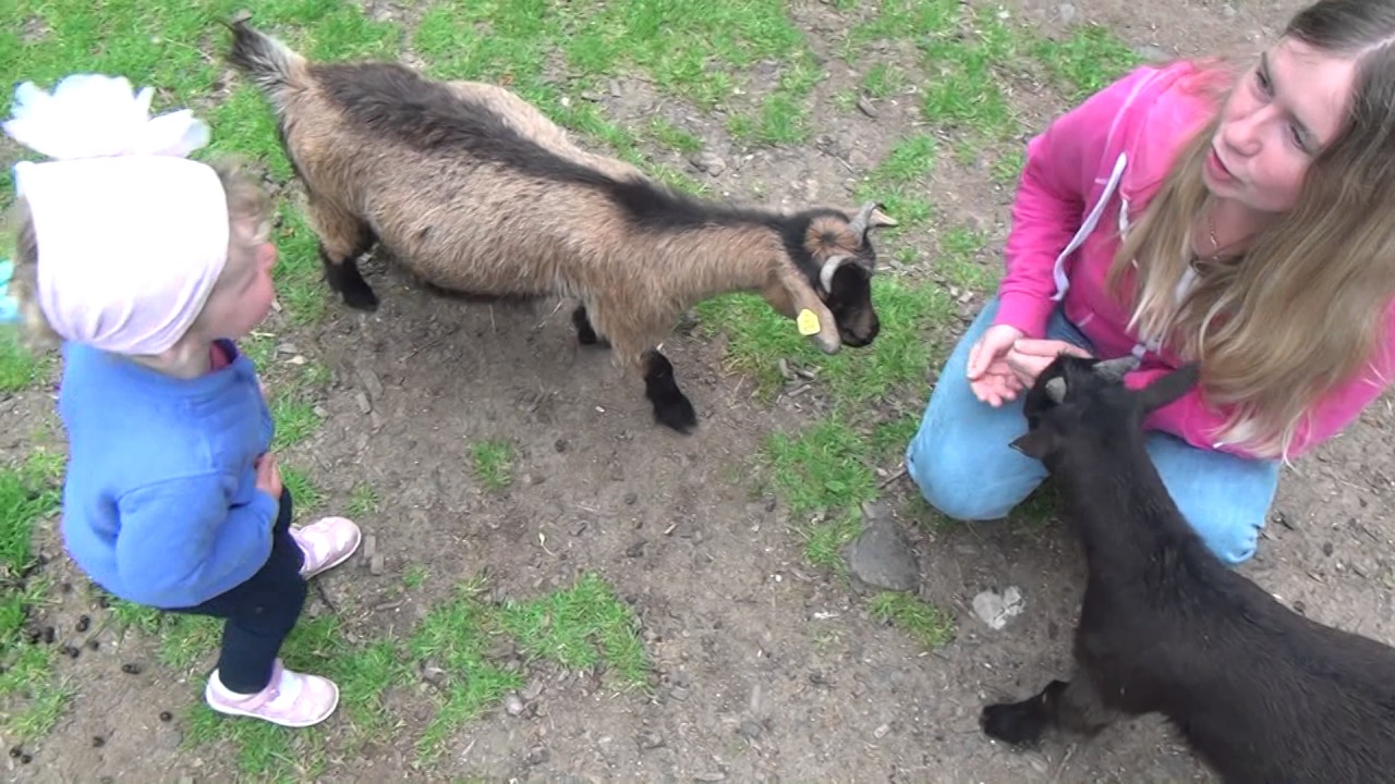 Wildpark Schloss Tambach
