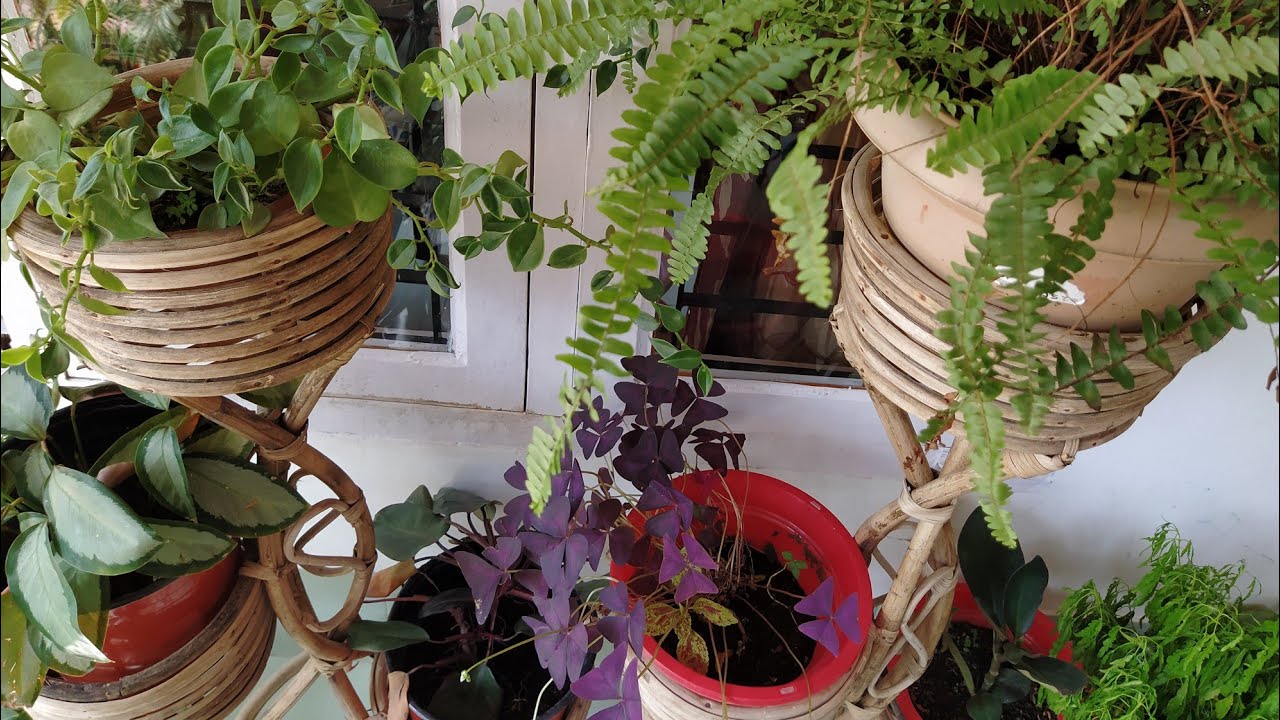 Best permanent/Perennial plants for ur hanging basket// Best hanging basket plants🌿☘️🌷