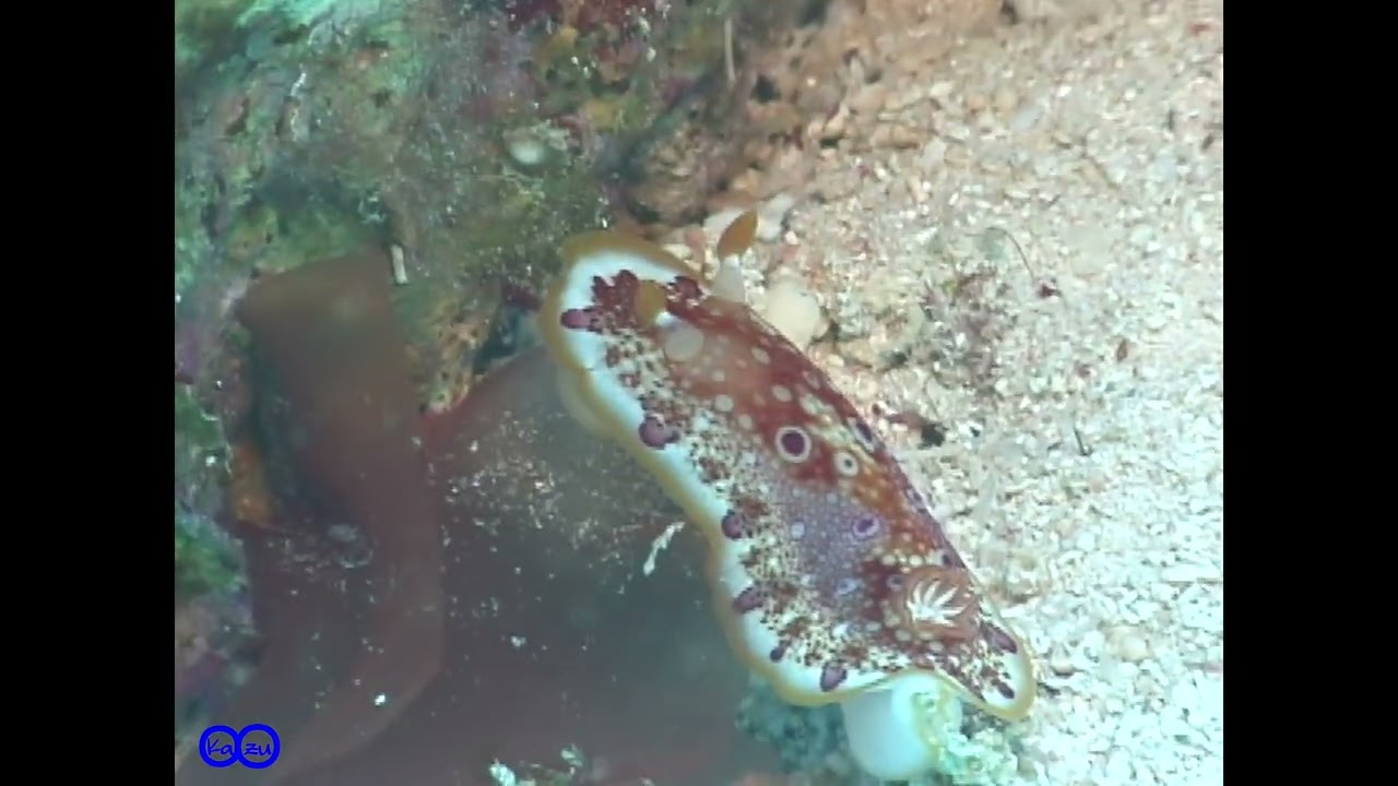ヒャクメウミウシ（アデヤカイロウミウシ属）Goniobranchus sp  1